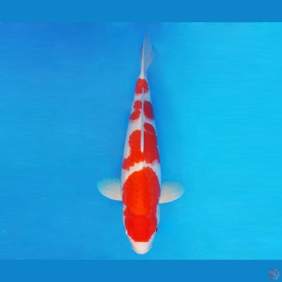 SATO NO ICHI 6 ~ Kohaku 39 cm/fm ™