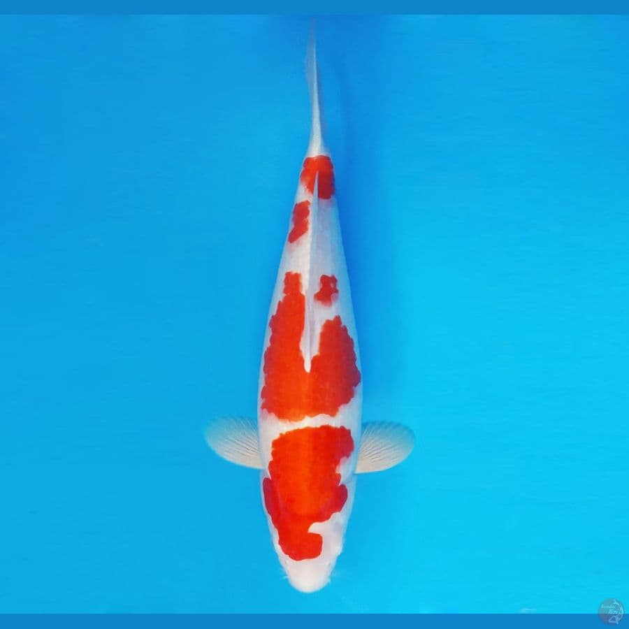 SATO NO ICHI 9 ~ Kohaku 41 cm/fm ™