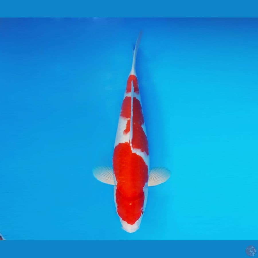 SATO NO ICHI 11 ~ Kohaku 37 cm/male ™