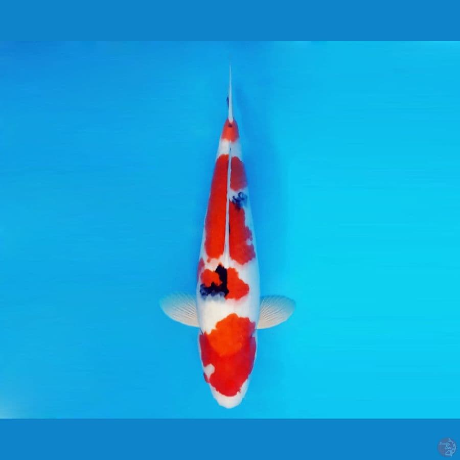 SATO NO ICHI 12 ~ Sanke 37 cm/male ™