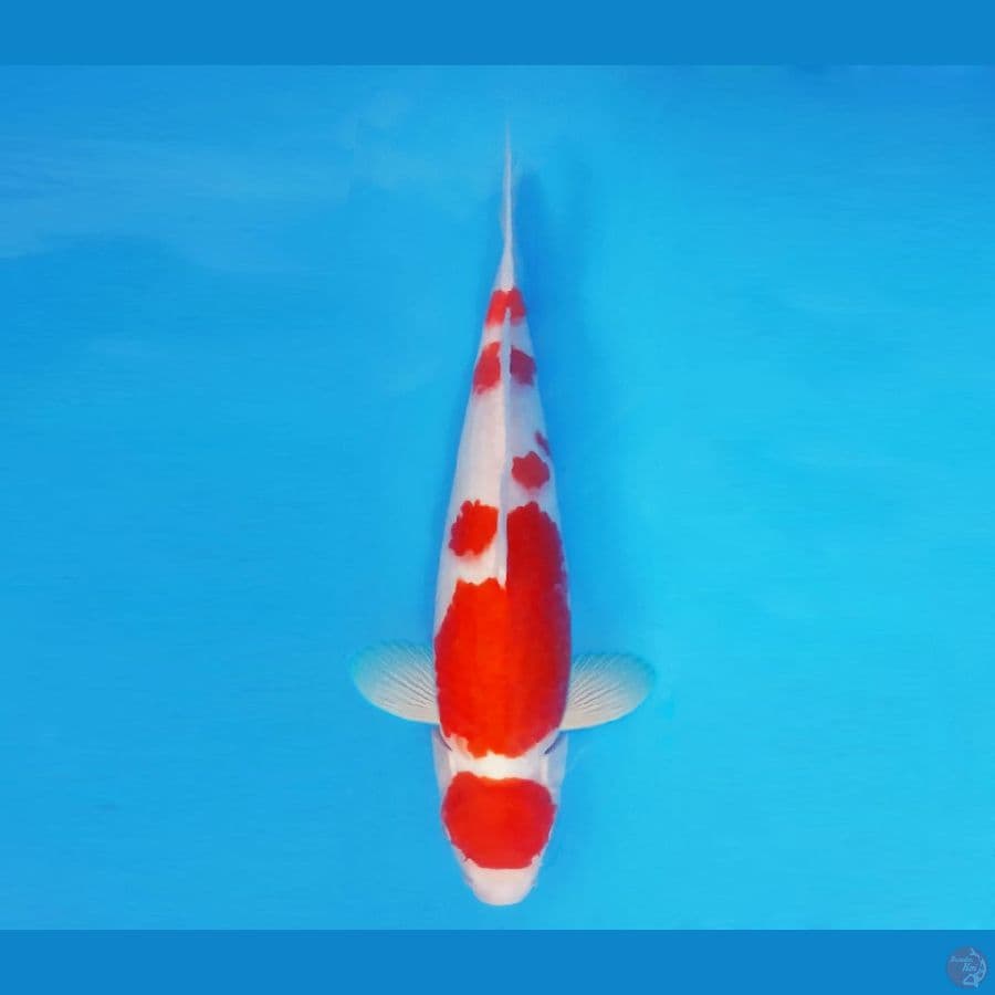 SATO NO ICHI 13 ~ Maruten Kohaku 36 cm/male ™