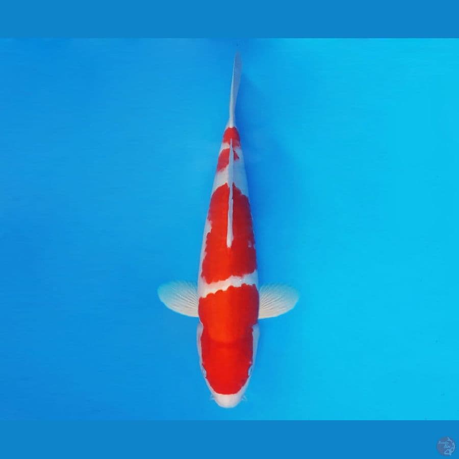 SATO NO ICHI 14 ~ Kohaku 38 cm/male ™