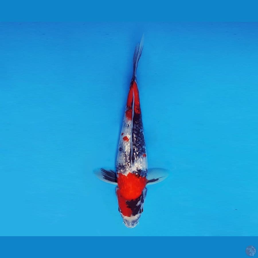 SATO NO ICHI 15 ~ Showa Evo Gin Rin 28 cm/fm ™