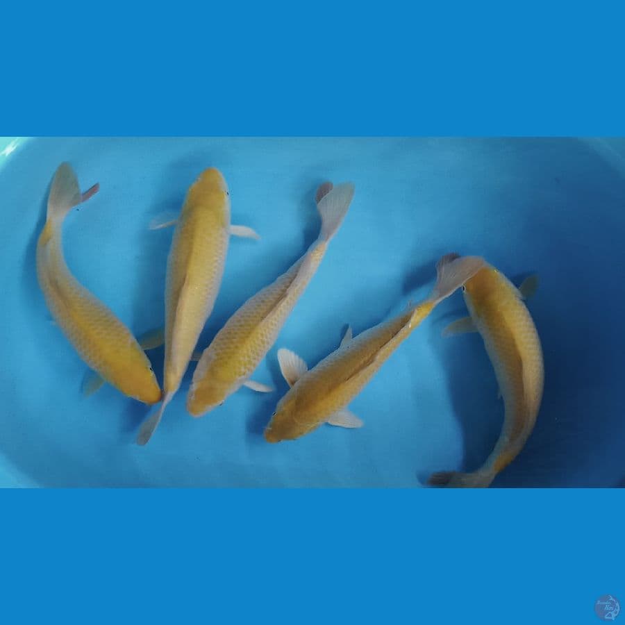 KARASI CORN 5EKOR 32-33CM PUNUK" BAKAT JUMBO