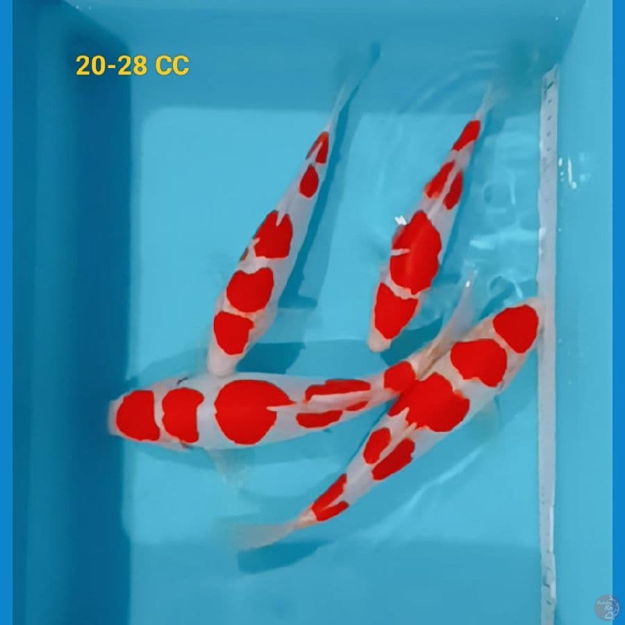 paket doitsu 20-28 cm