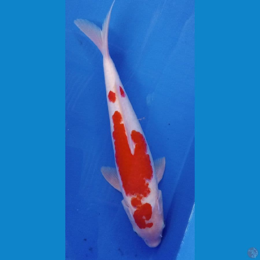 kohaku sanke 30 cm