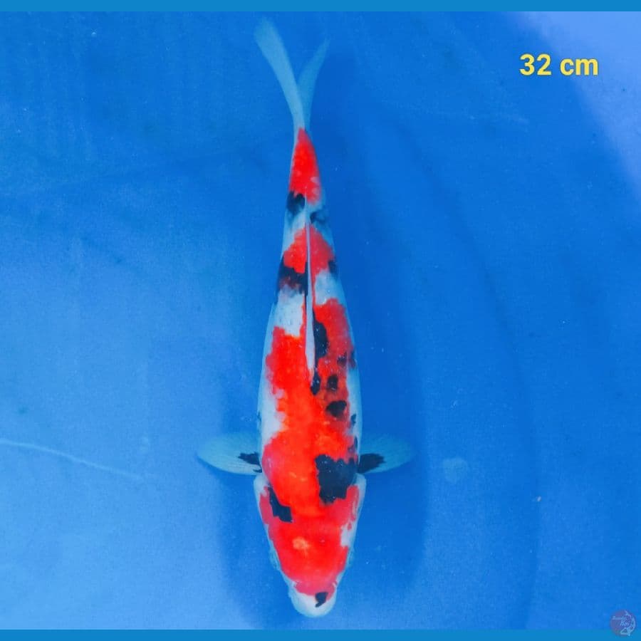 showa 32 cm