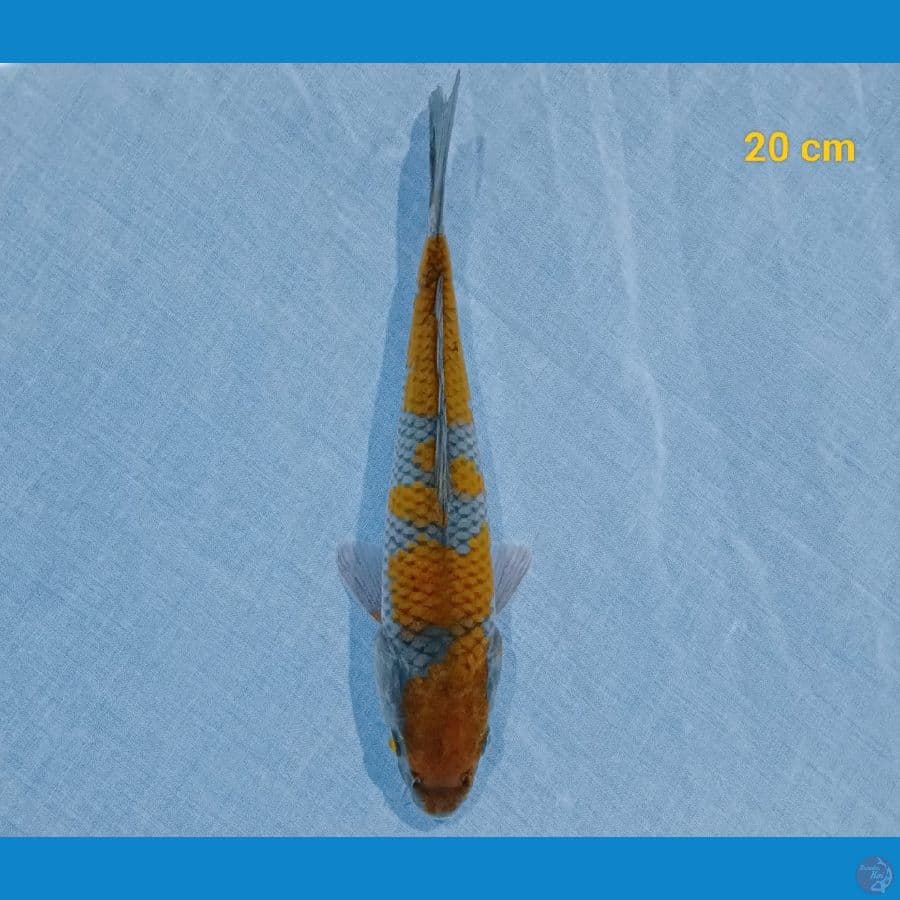 ochiba 20 cm