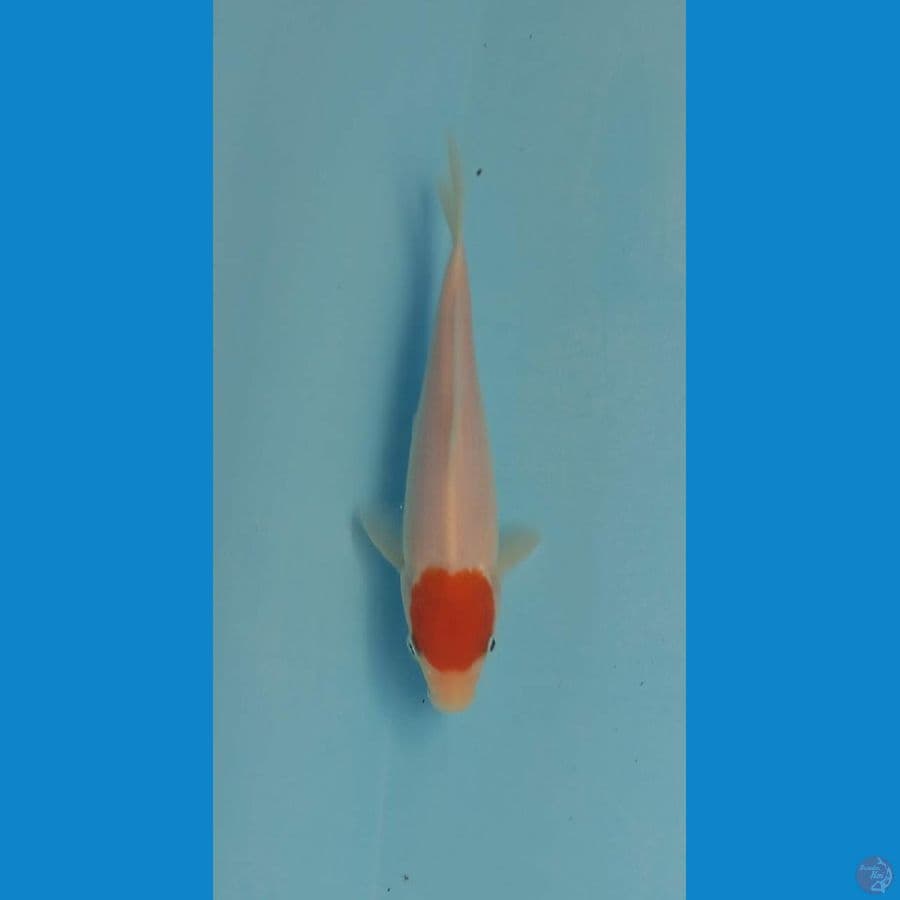 Tancho kohaku 16 cm