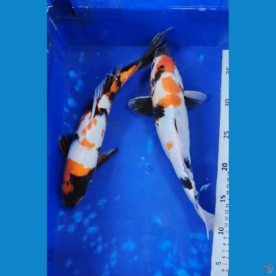 30-31cm Showa