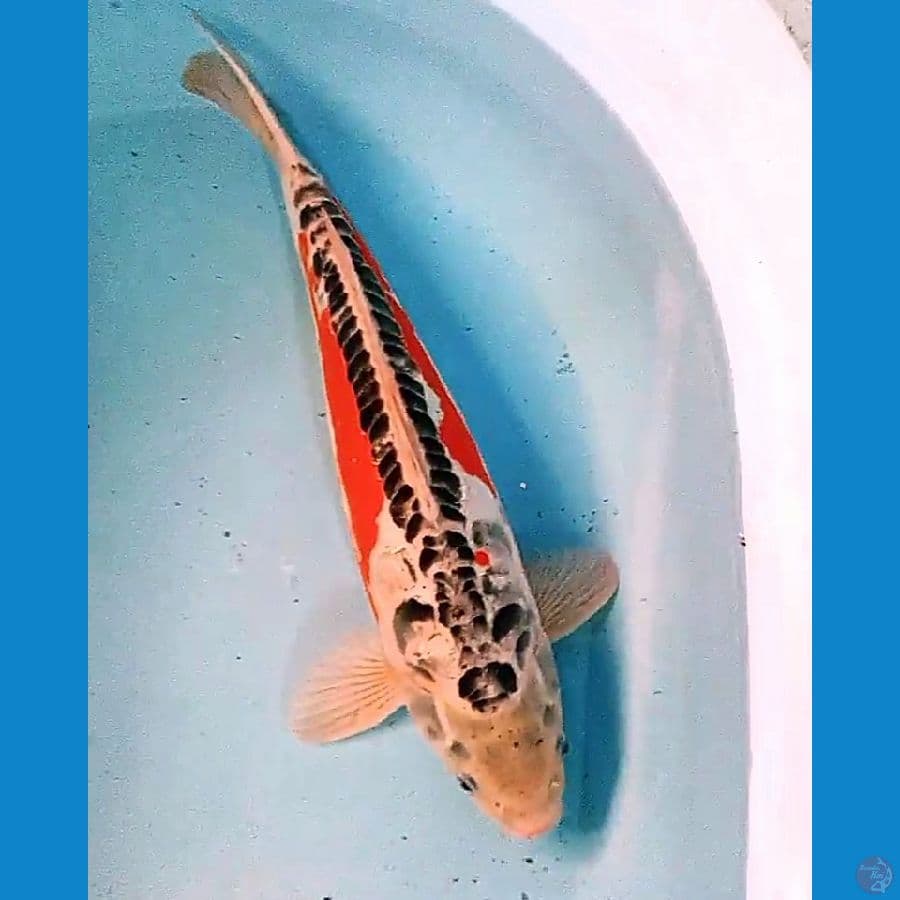39 cm jumbo hana sushui