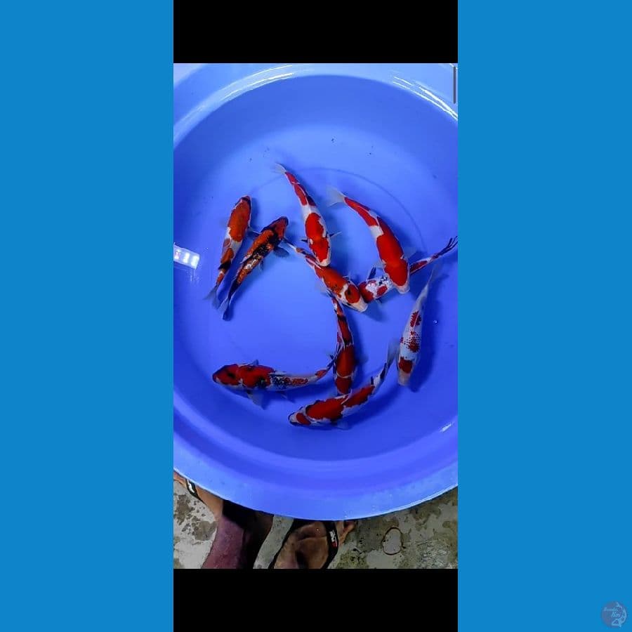 20-25cm gindrin 3ekor