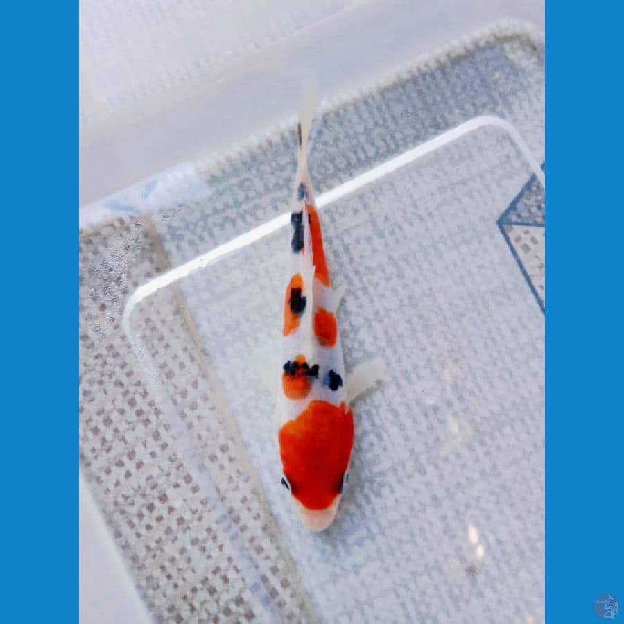 sanke doitsu 11 cm super kontes show