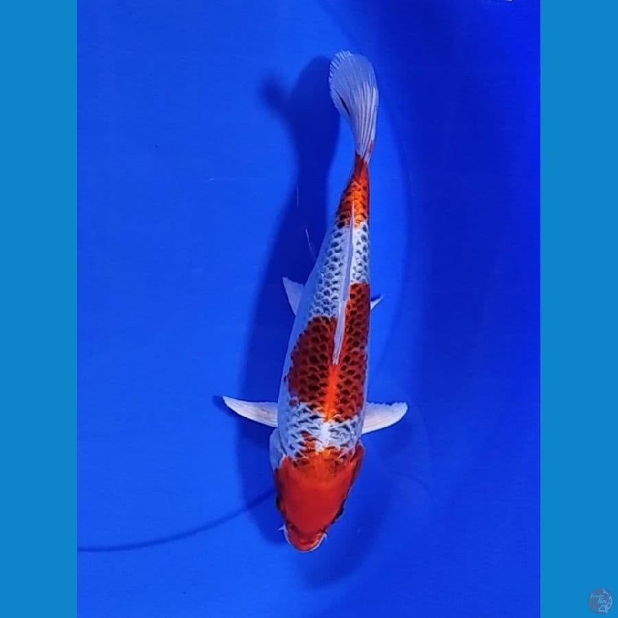 SQ KUJAKU 3 STEP ORI 26 CM