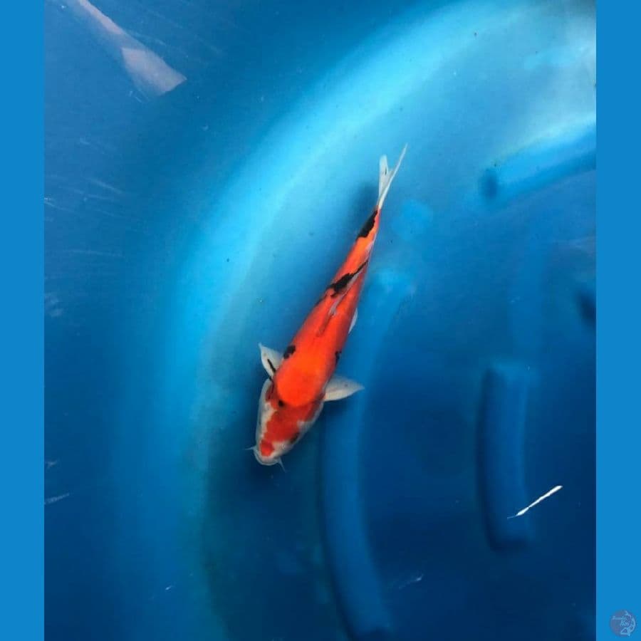 Showa Doitsu 28 cm Female