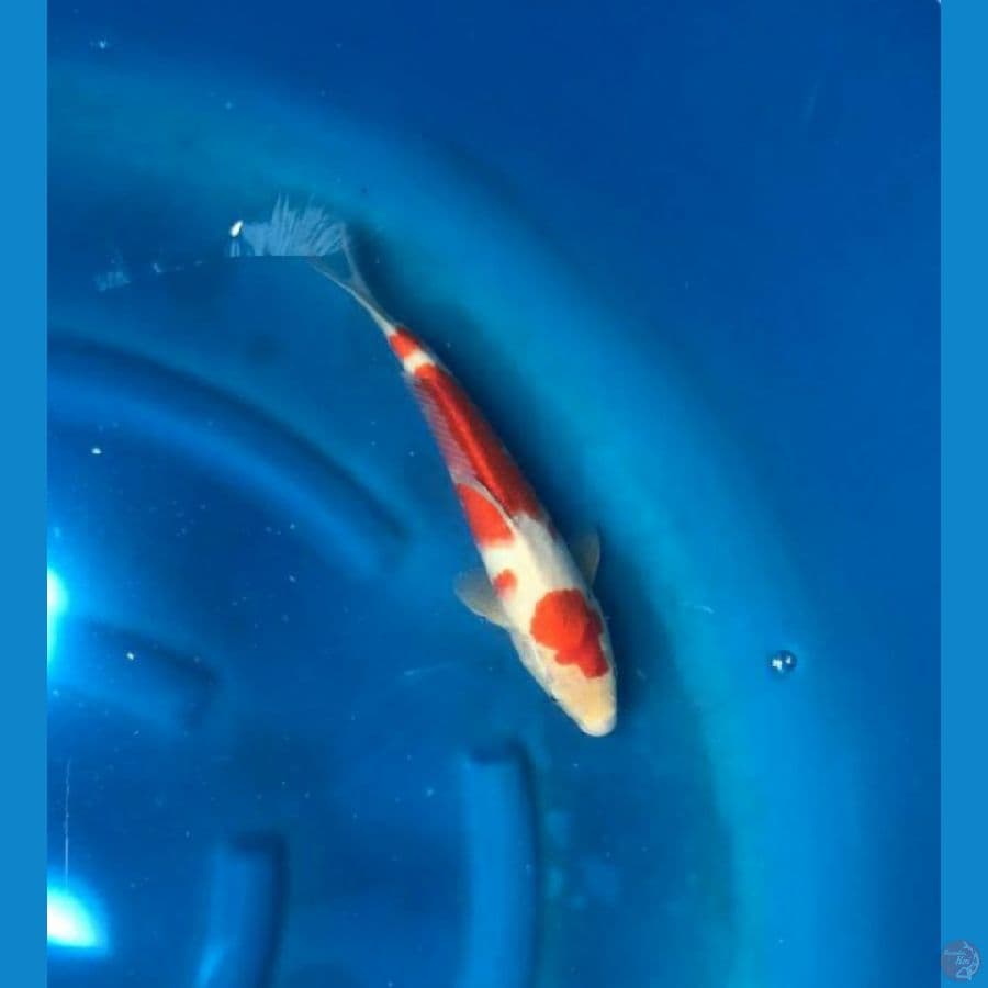 Kohaku 30 cm Male