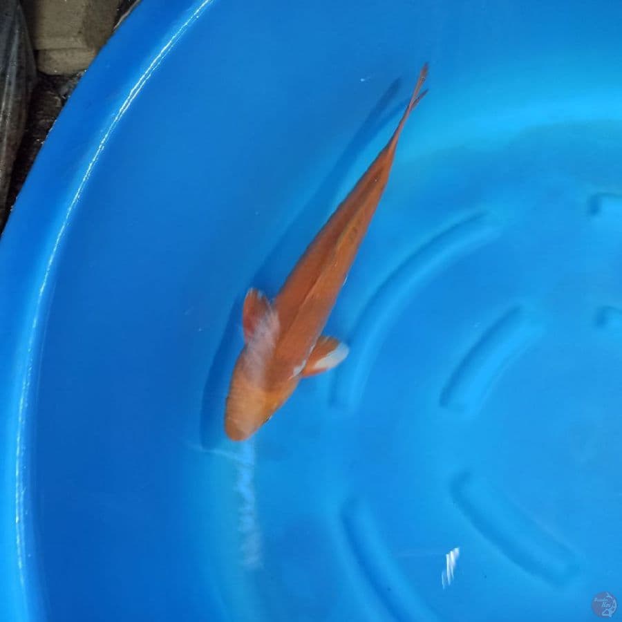 Chagoi Female 49 cm