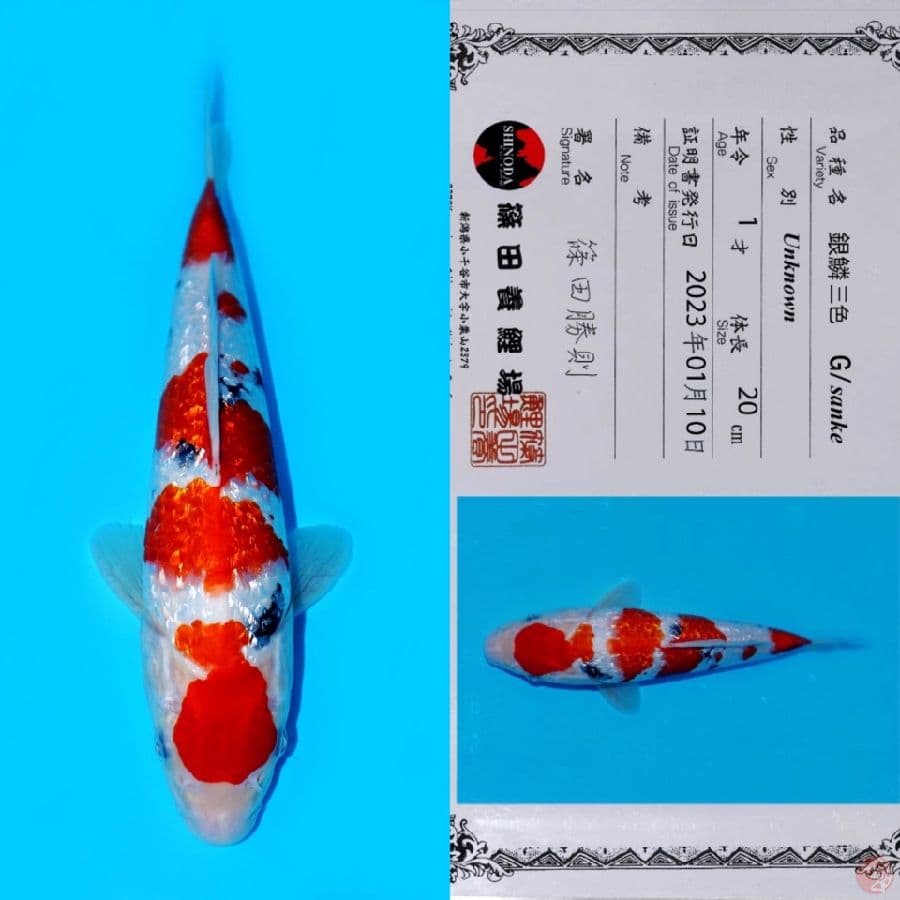 SHINODA GINRIN SANKE SQ 28CM