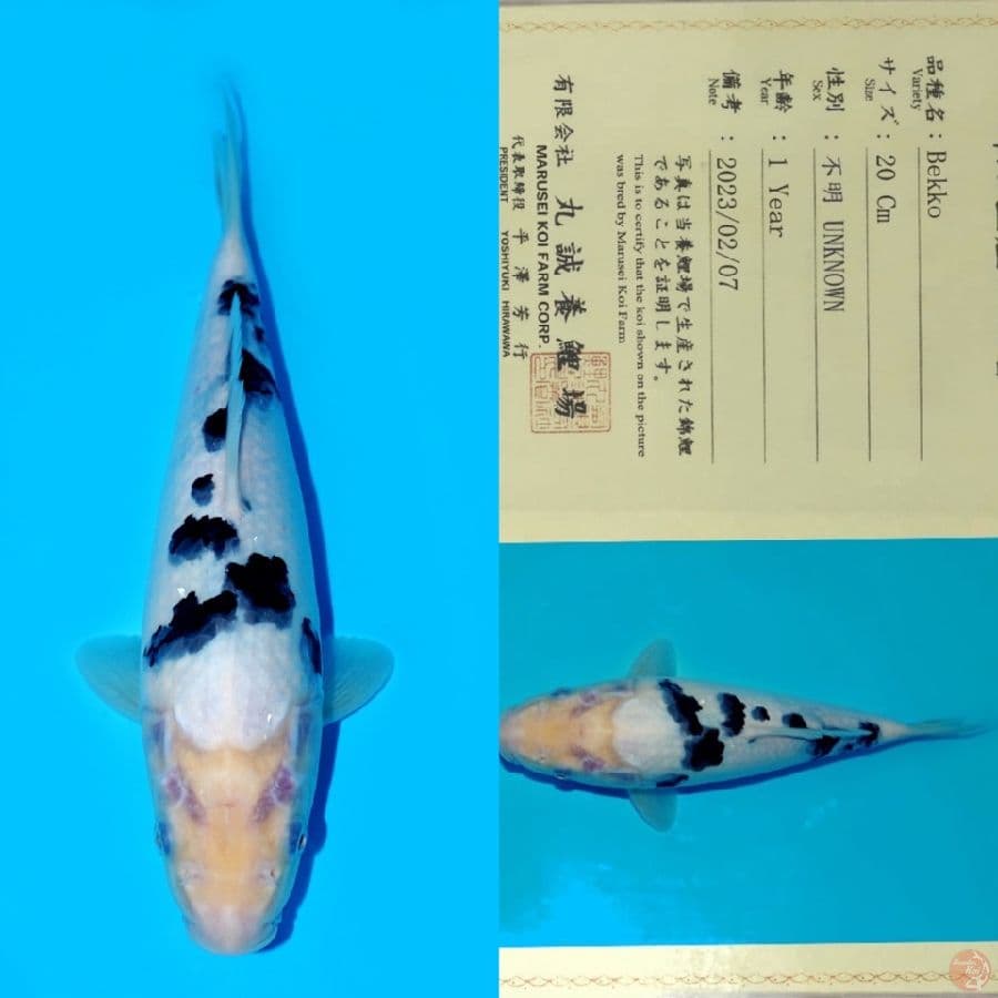 MARUSEI BEKKO SQ 27CM