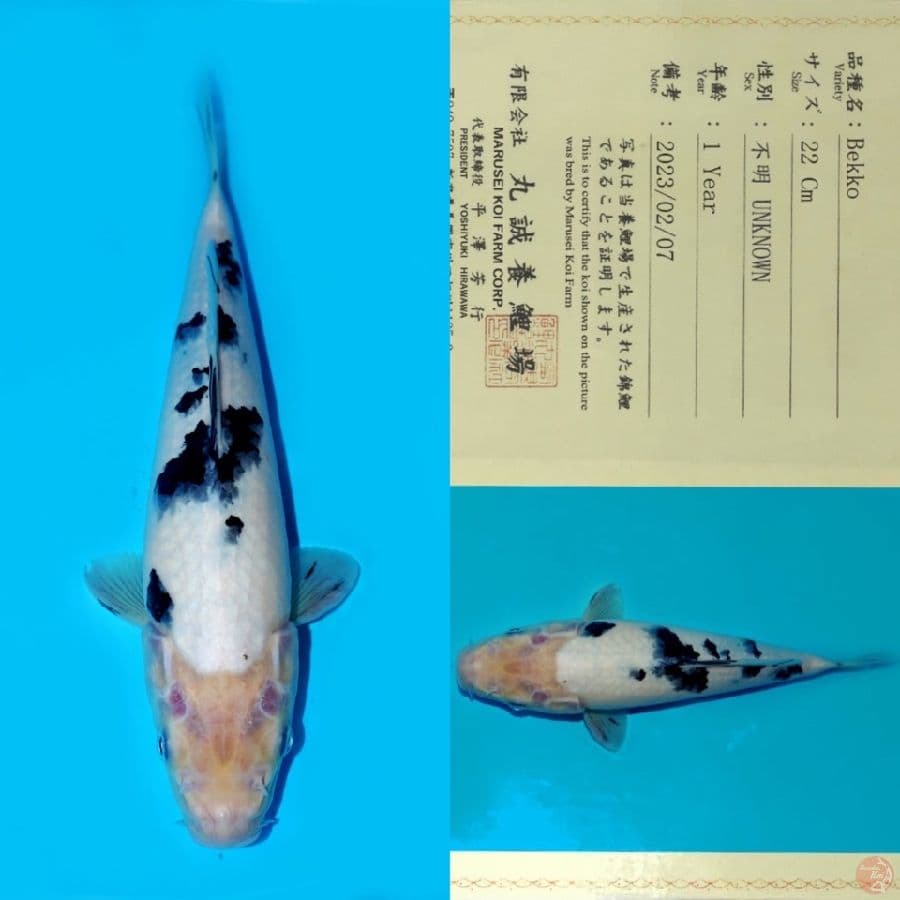 MARUSEI BEKKO HQ 31CM