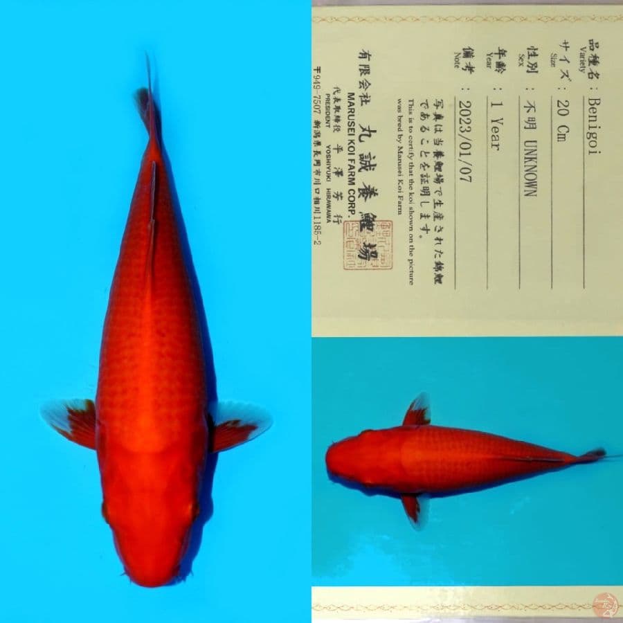 MARUSEI BENIGOI HQ 28CM