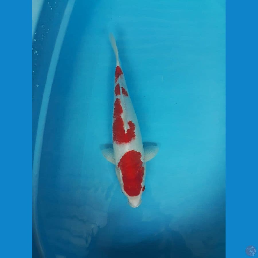 Kohaku 45cm