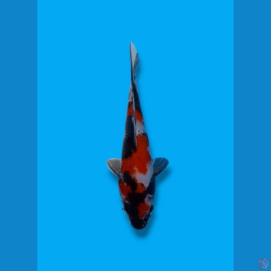 3Step Showa Sanshoku Original 22cm (F)