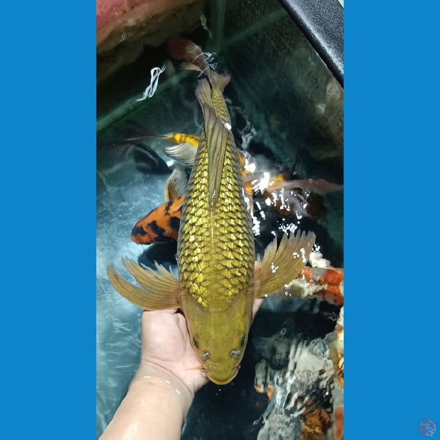 KUMPAY GINDRIN PADAT ,FUKURIN ????. SZ50bu . -+47cm