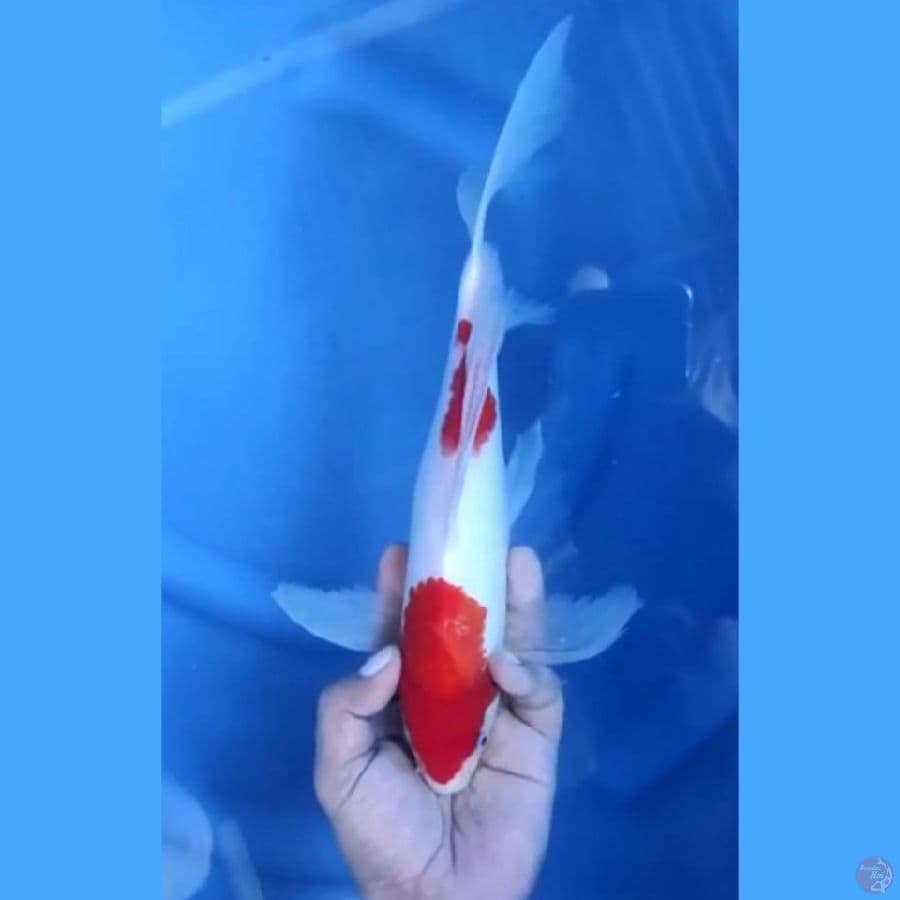 ( 32CM ) KUMPAY KOHAKU - FEMALE