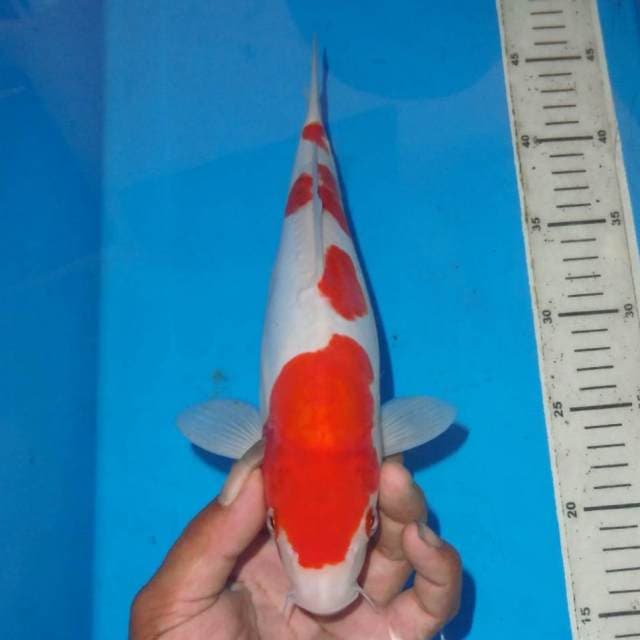 4STEP KOHAKU TOP