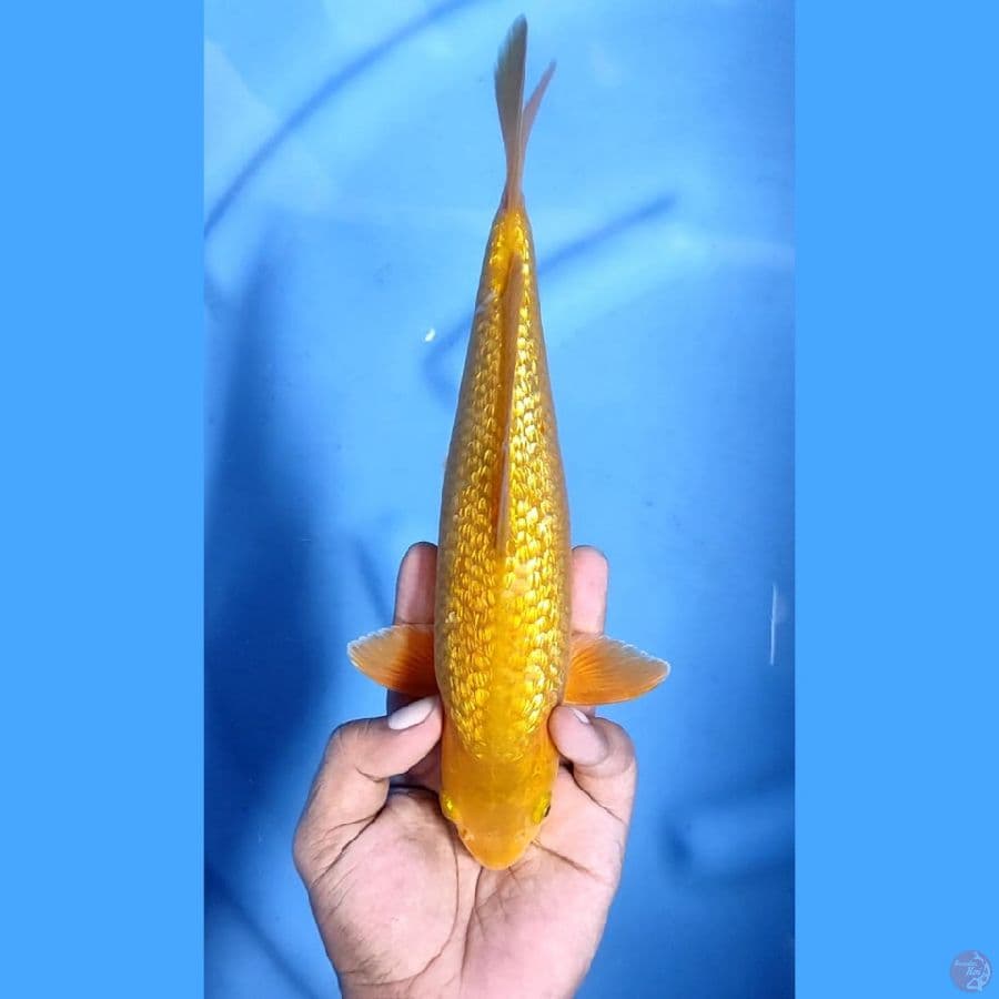 ( 27CM ) CHAGOI GINRIN - FEMALE