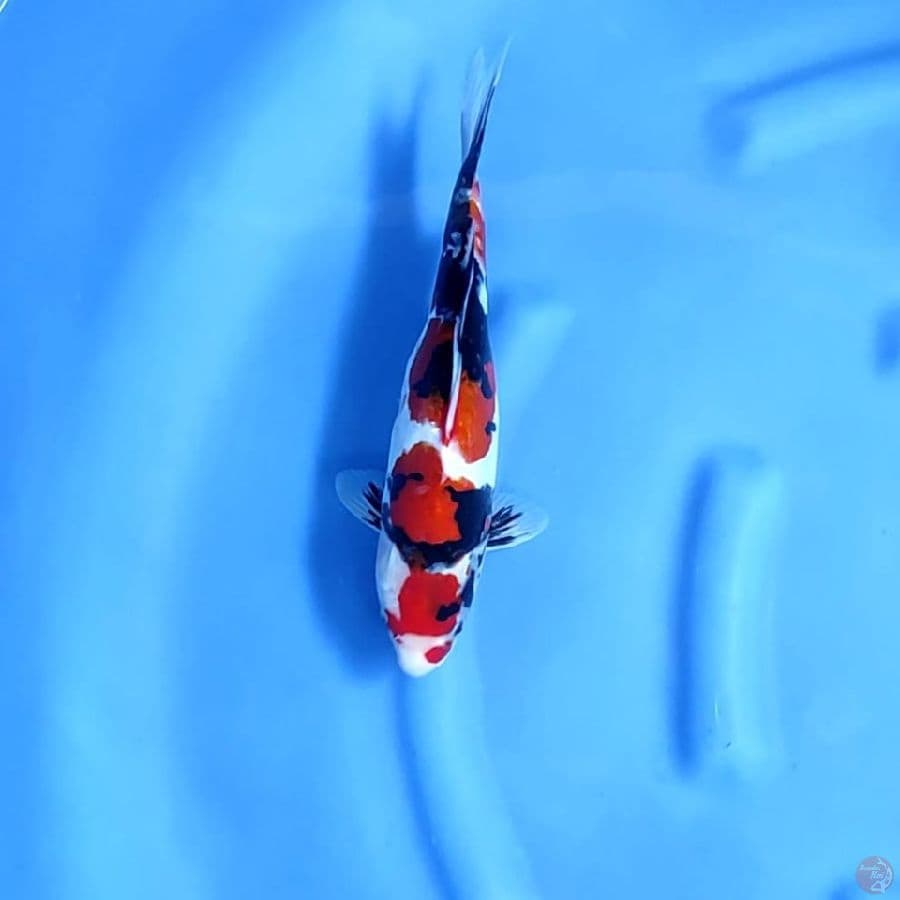 ( 31CM ) SHOWA DOITSU ARAGOKE - FEMALE