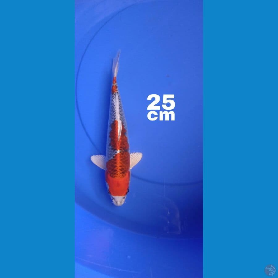 Red Kujaku 25 cm