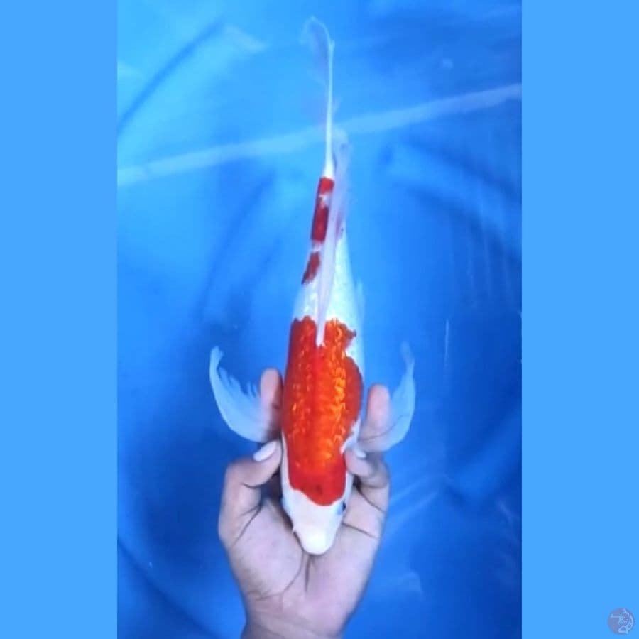 ( 35CM ) KUMPAY AI GOROMO GINRIN - FEMALE