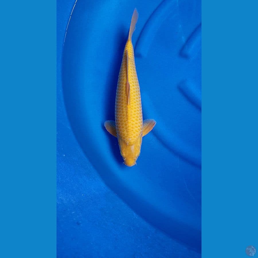 corn male 44cm