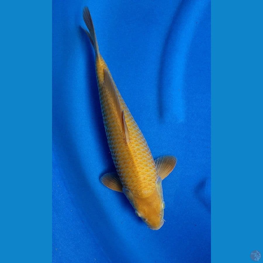 corn male 37cm munuk