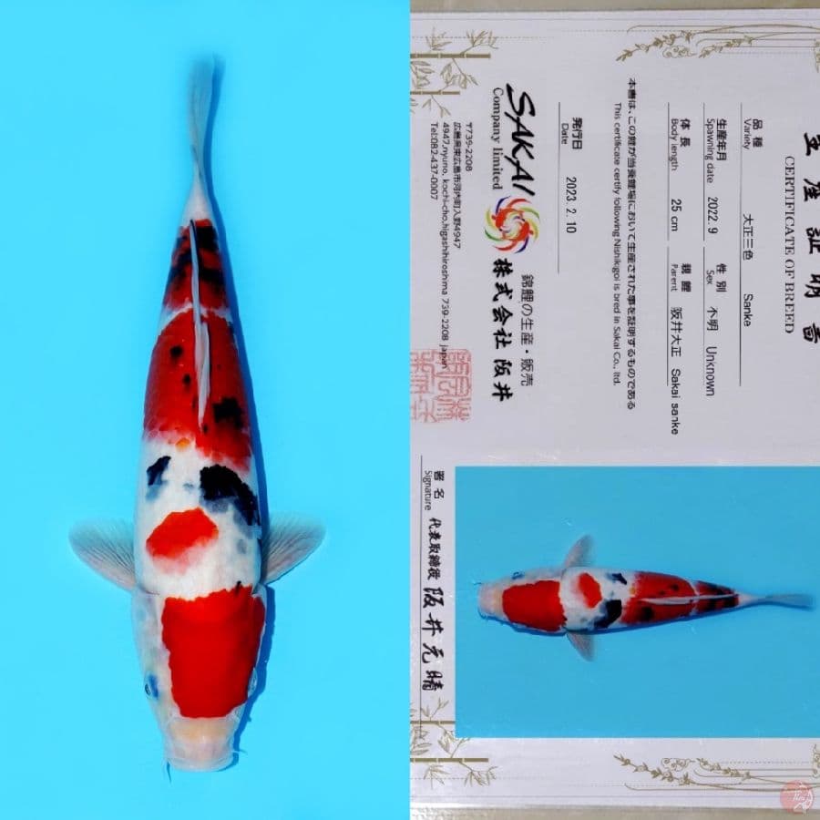 SAKAI MARUTEN SANKE SQ 33CM