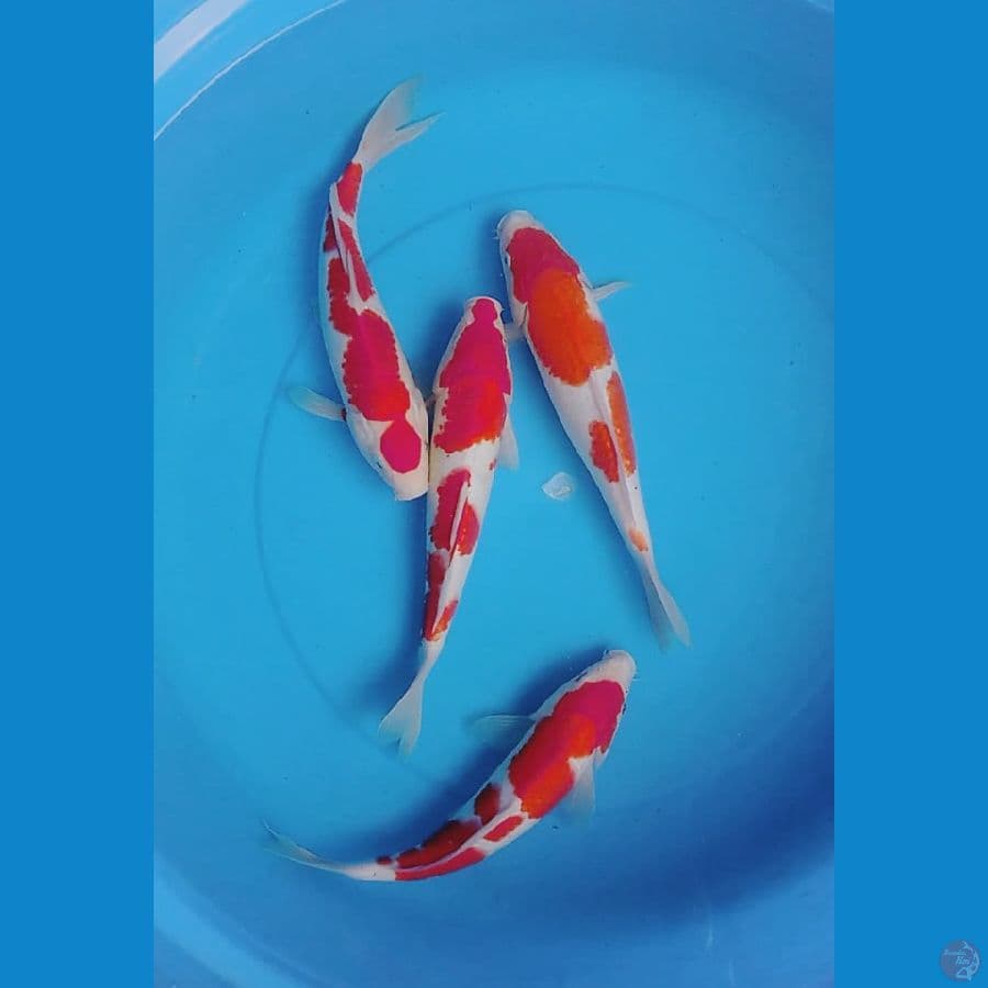 kohaku hq paket 27_29cm