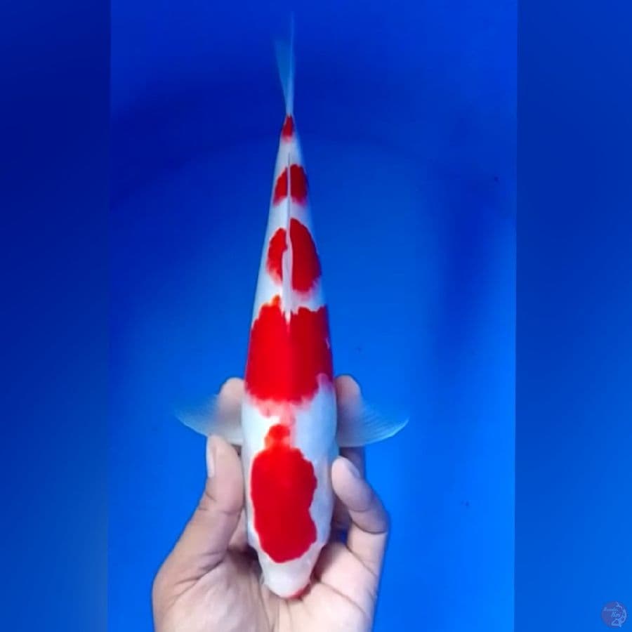 KOHAKU 5STEP M30