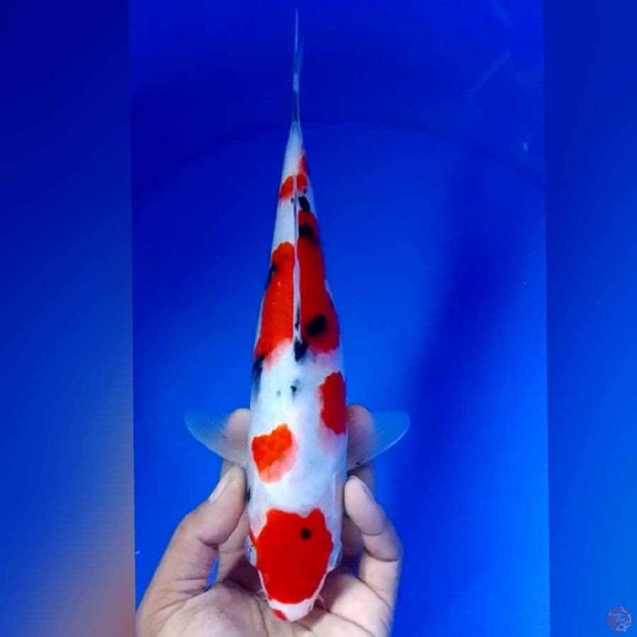 MARUTEN SANKE 29CM