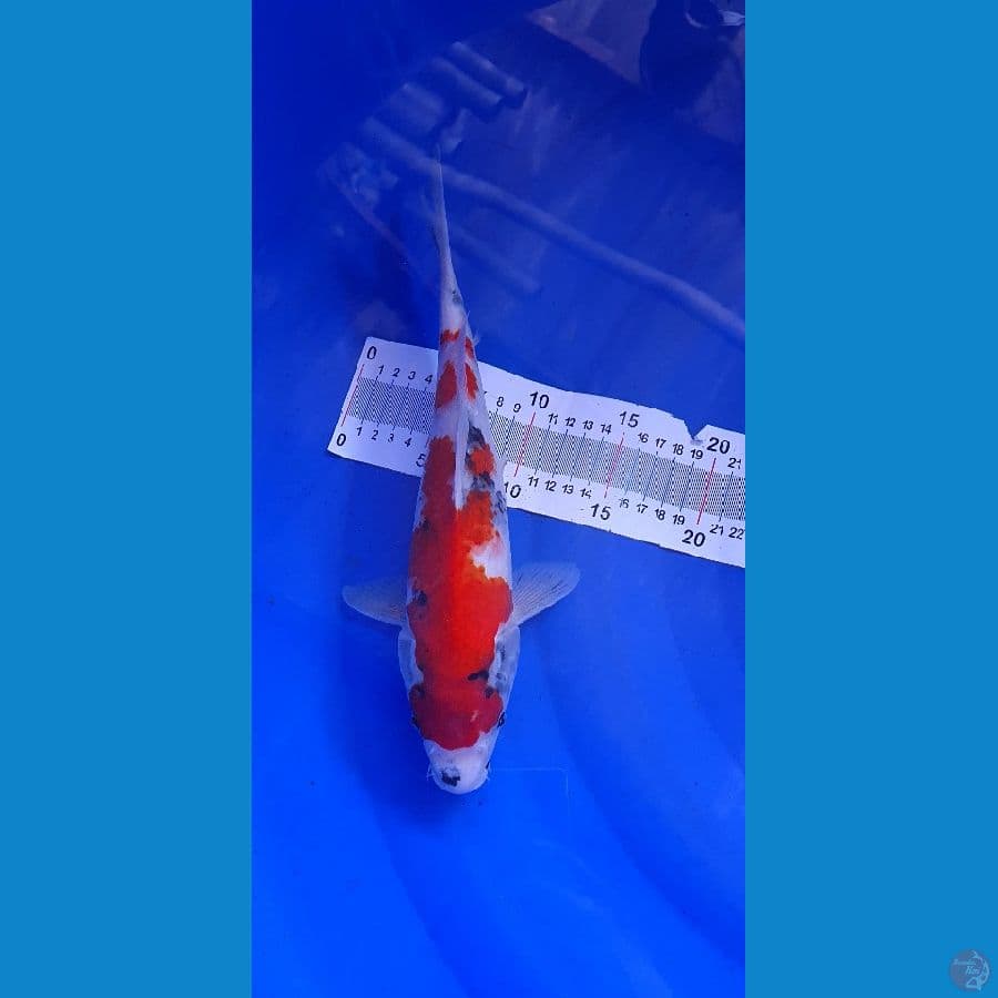 SHOWA TATEGOI 32 CM