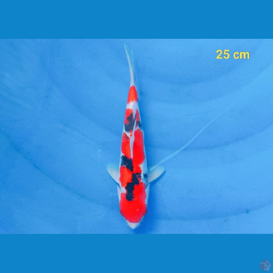 sanke 25 cm