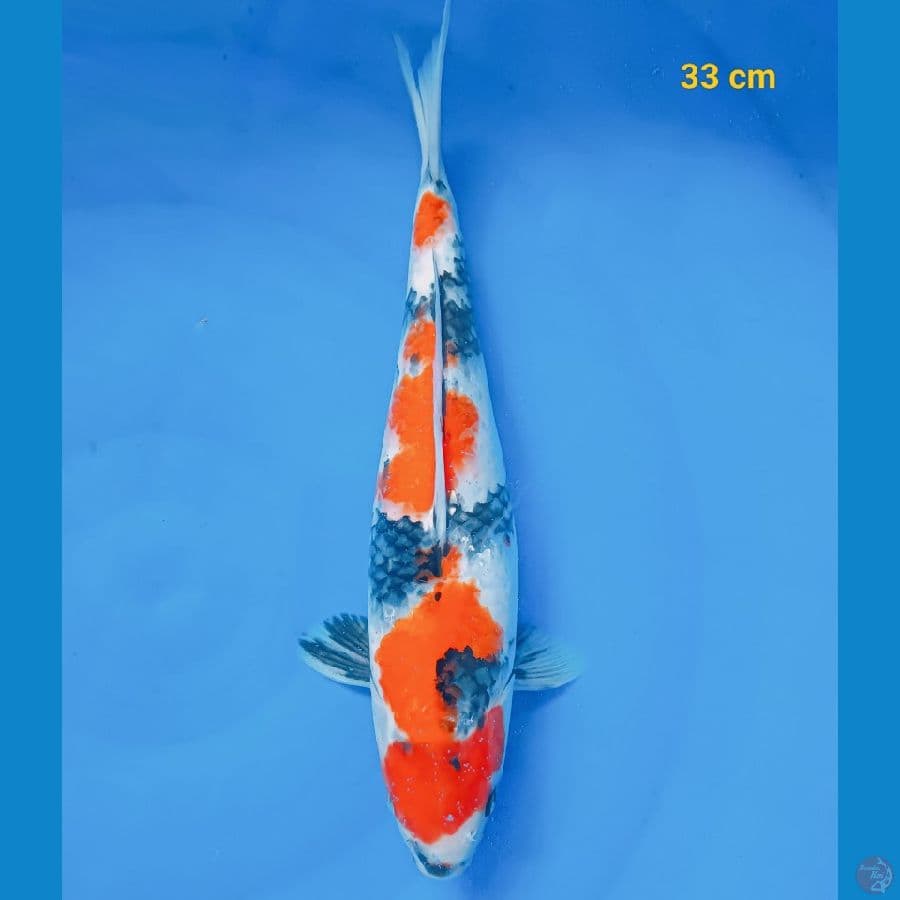 showa 33 cm