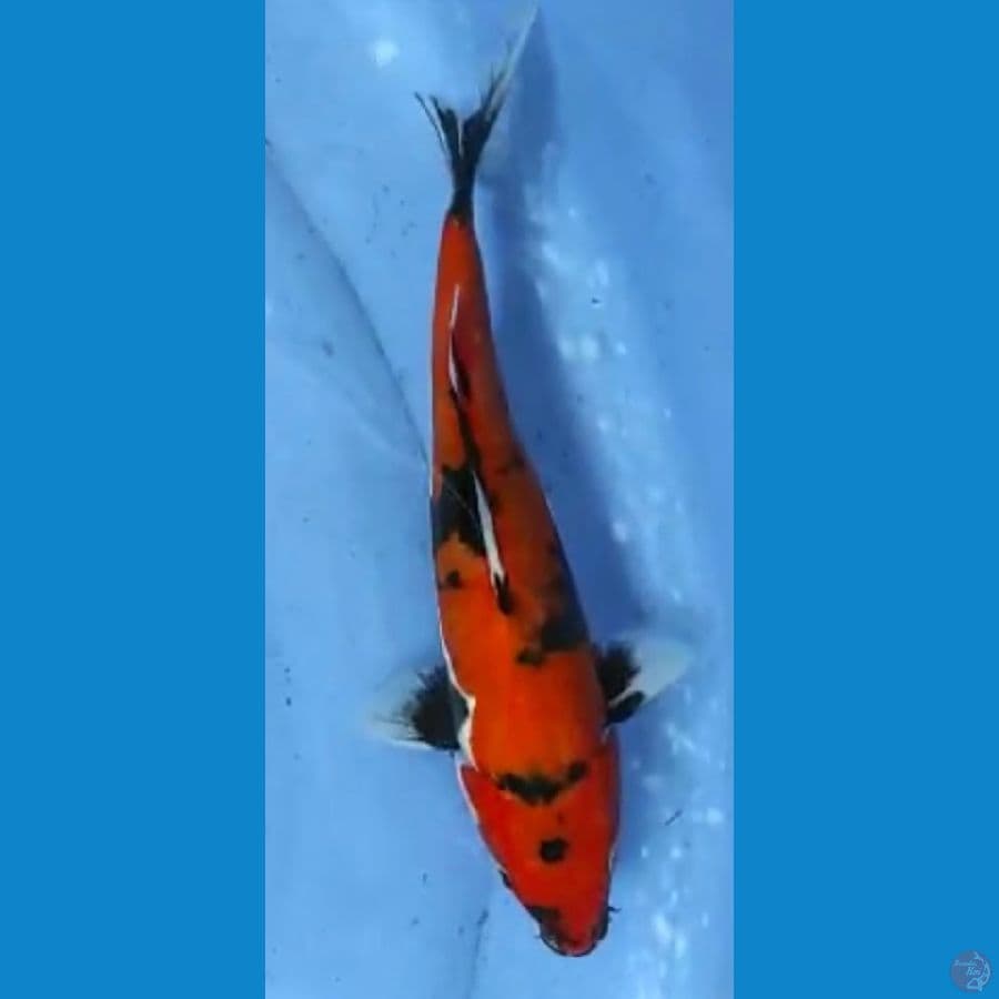 doitsu 31cm