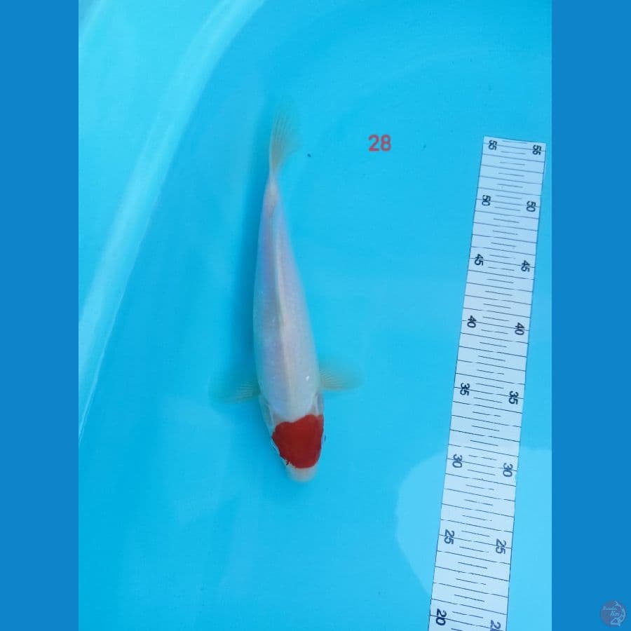 Tancho 28 cm ory