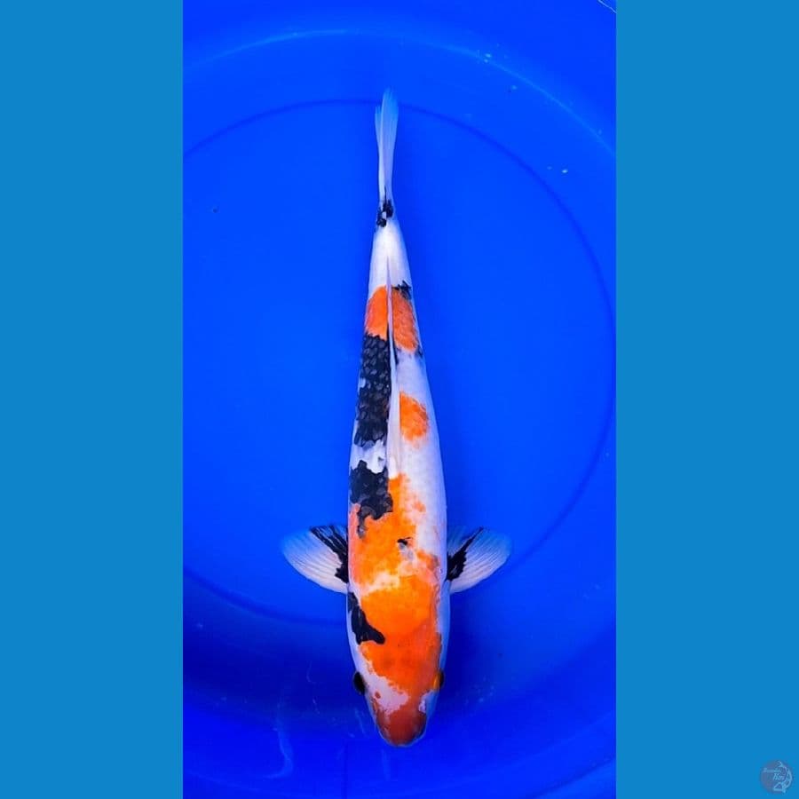showa jumbo 48cm
