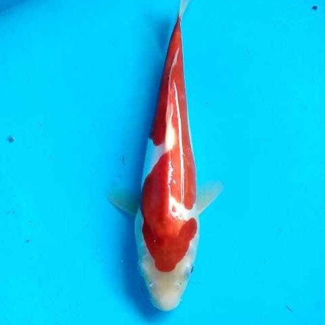 Kohaku daitsu 1 step