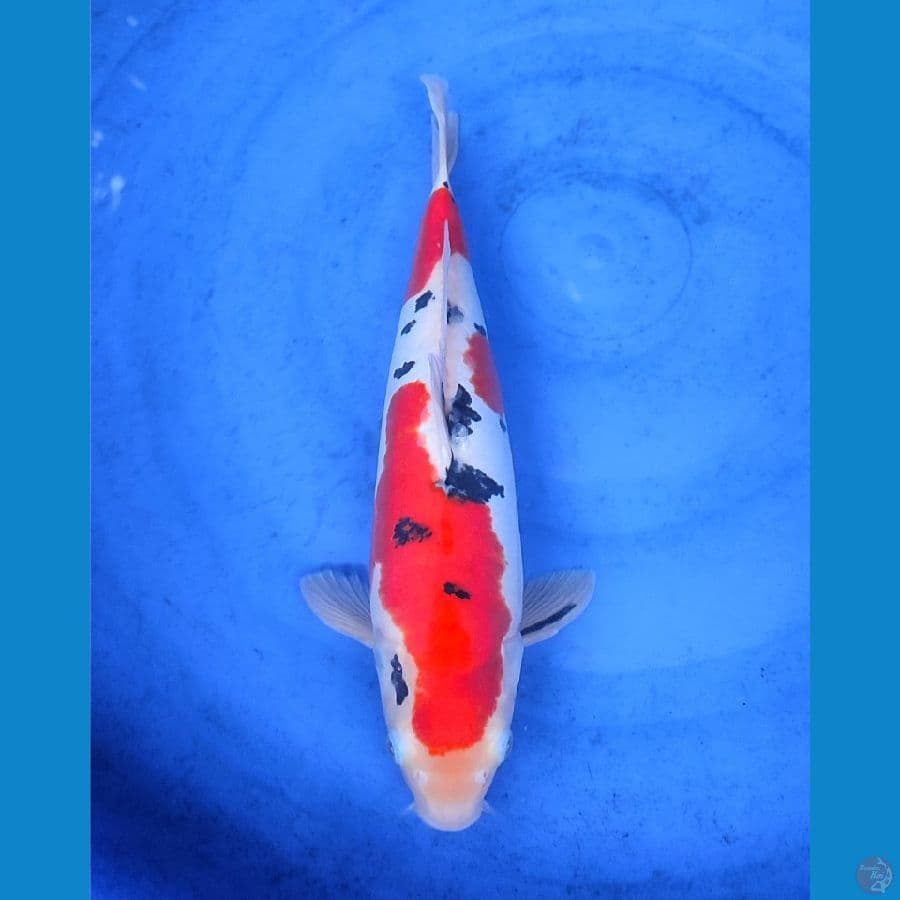 sanke doitsu 38cm