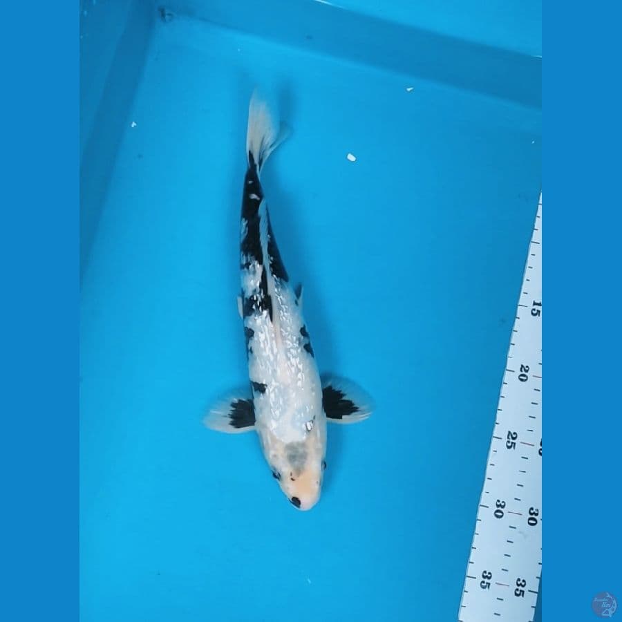 SHIRO GINRIN MOTOGORO 29CM MALE