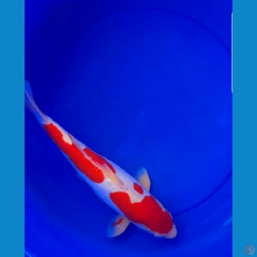 Doitsu Merah Strong, 45BU
